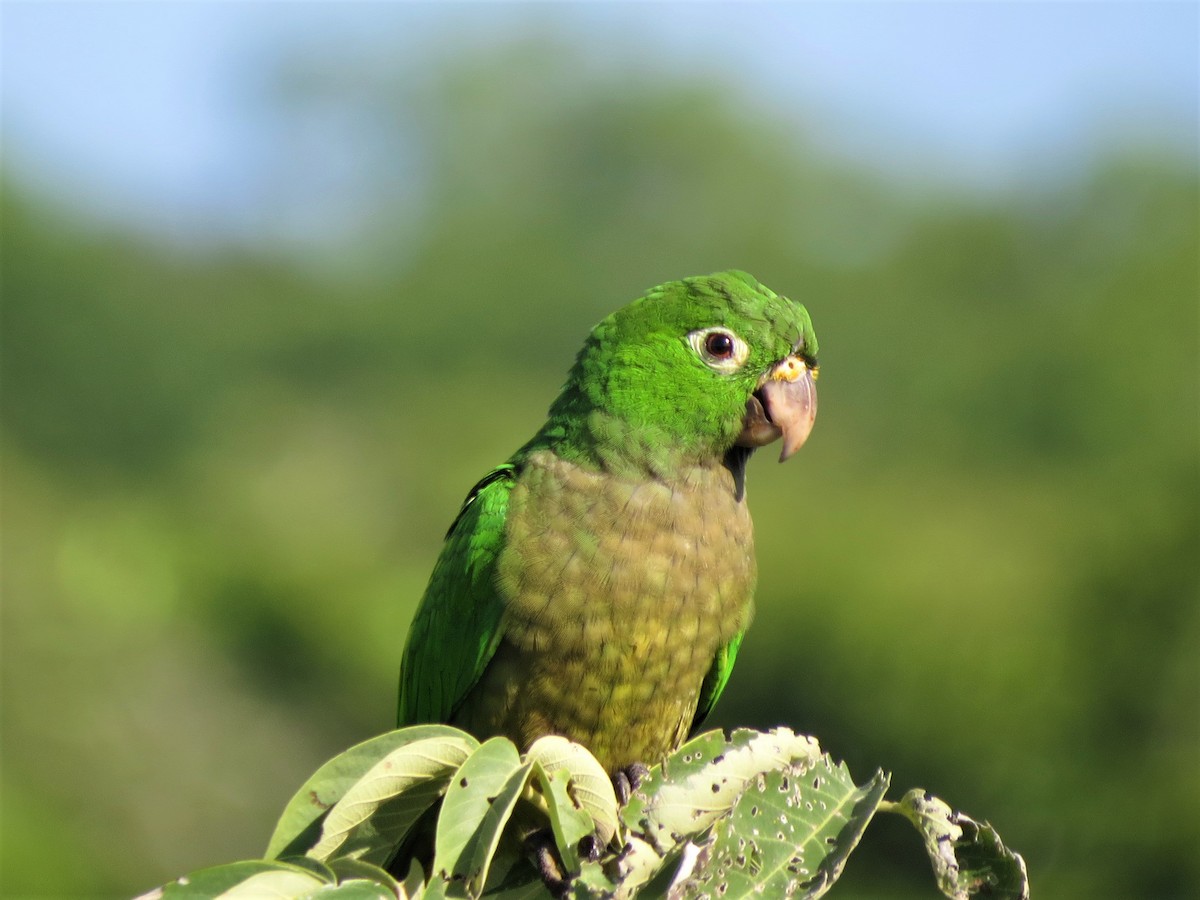Olive-throated Parakeet (Aztec) - Dominic Le Croissette