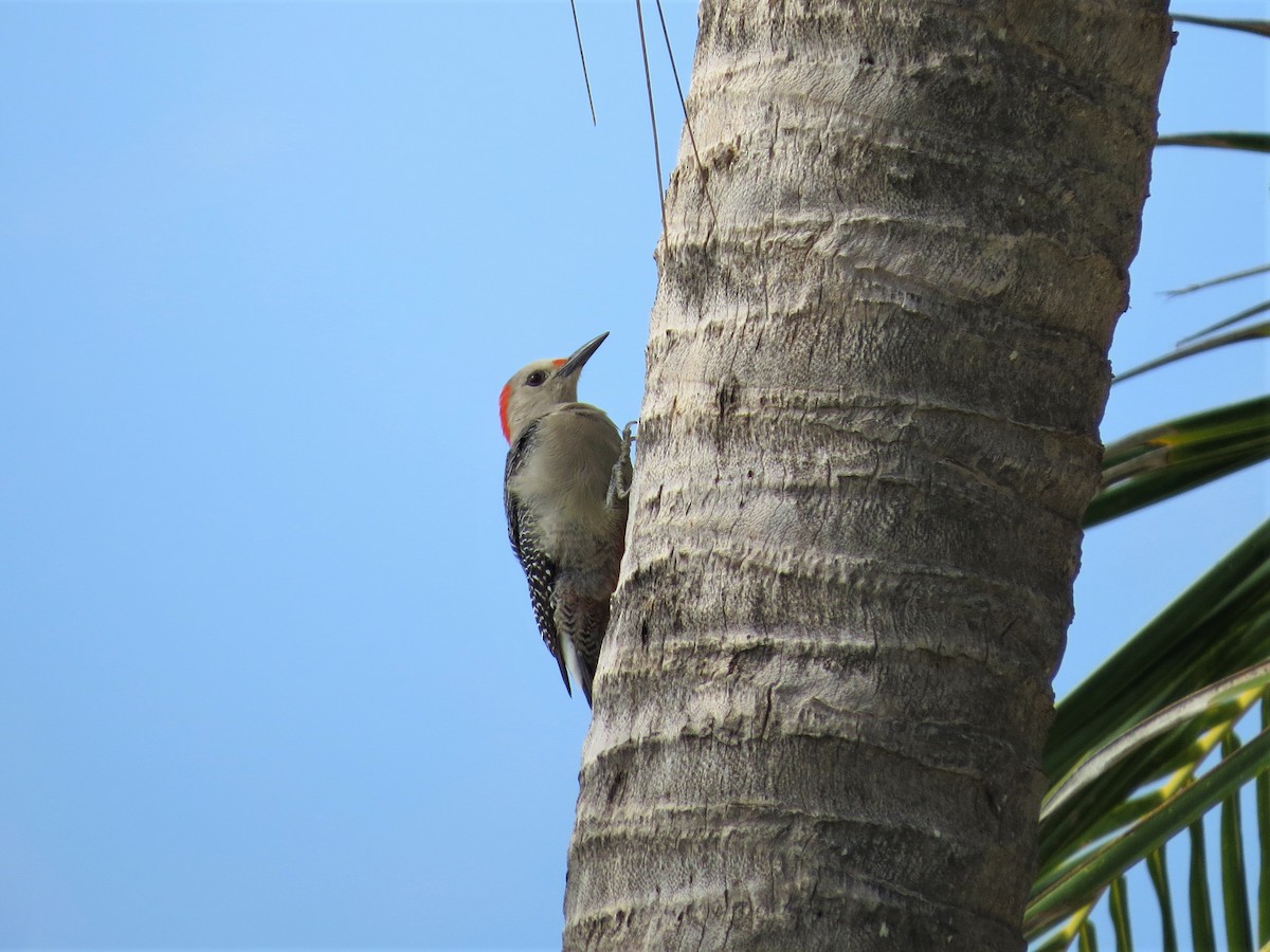 Golden-fronted Woodpecker (Velasquez's) - Dominic Le Croissette
