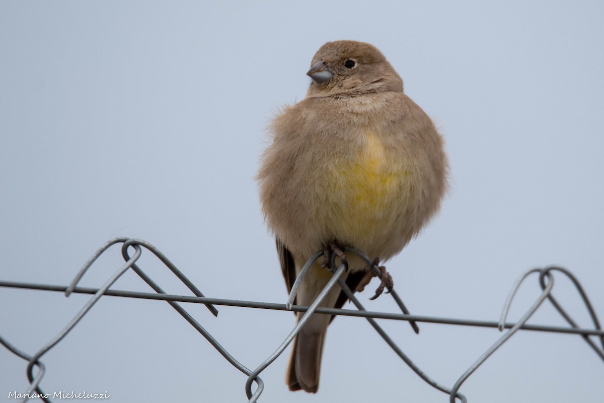Patagonian Yellow-Finch - ML118461791
