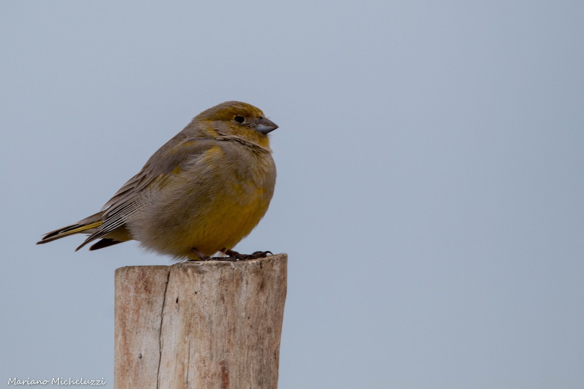 Patagonian Yellow-Finch - ML118461811