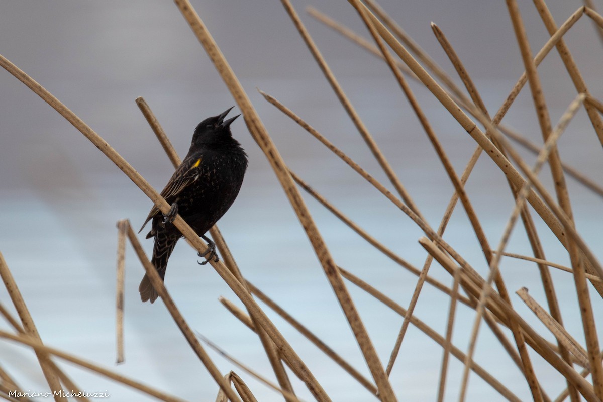 Yellow-winged Blackbird - Mariano Micheluzzi