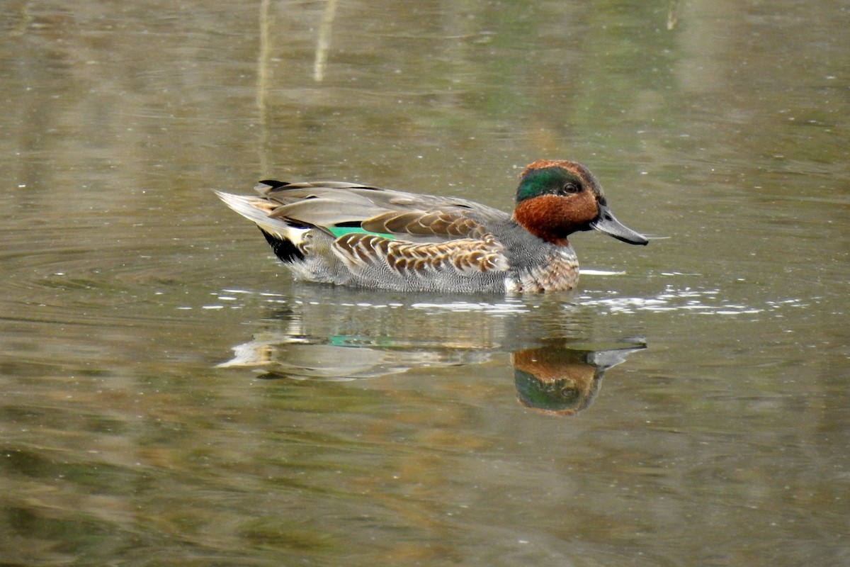 Green-winged Teal - ML118462421