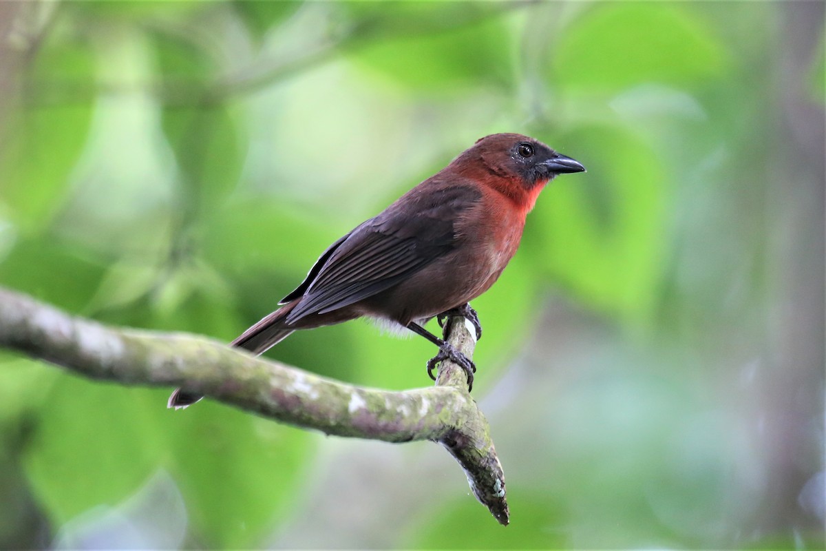 Red-throated Ant-Tanager - ML118463851