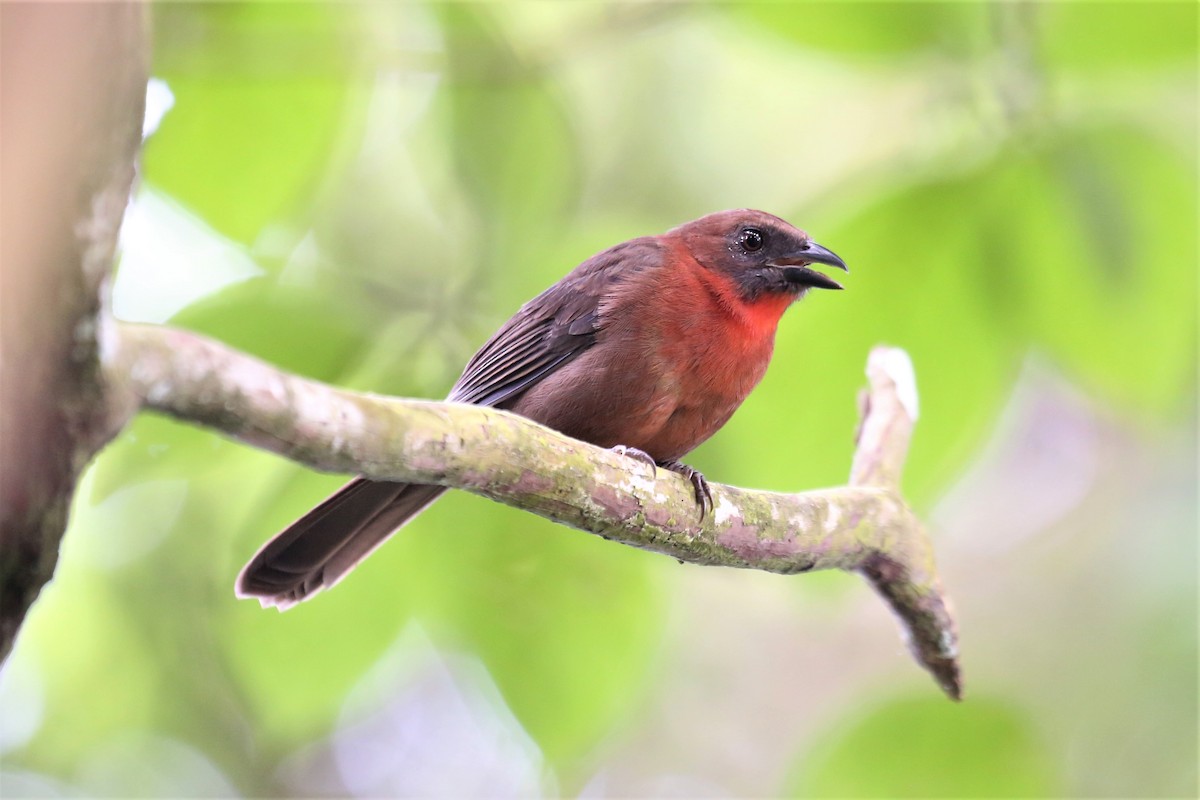 Red-throated Ant-Tanager - ML118463911
