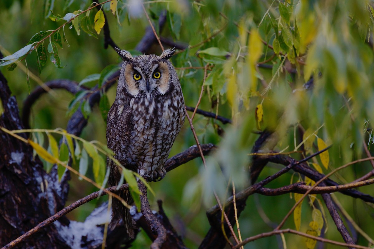 Long-eared Owl - ML118465421