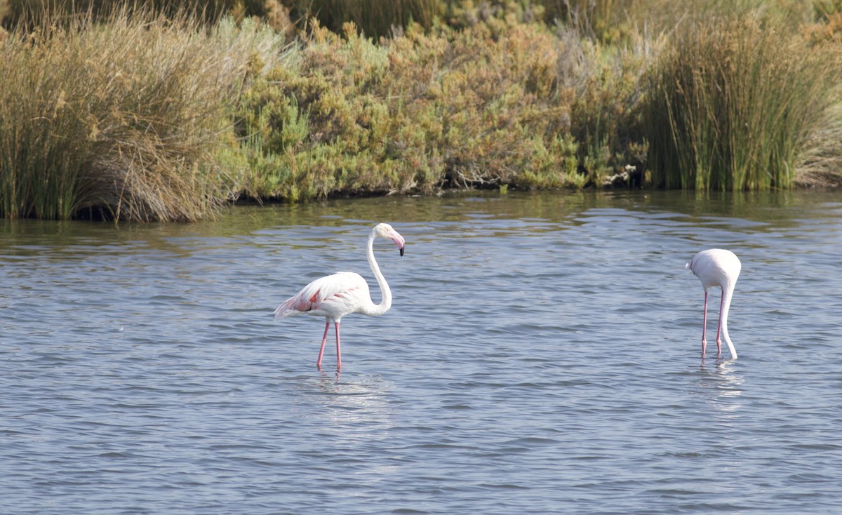 Greater Flamingo - Ruth  Danella
