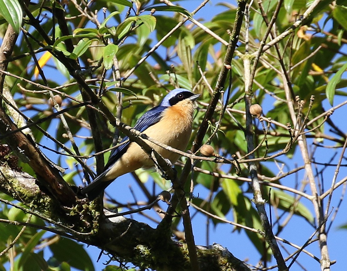 Fawn-breasted Tanager - ML118467631