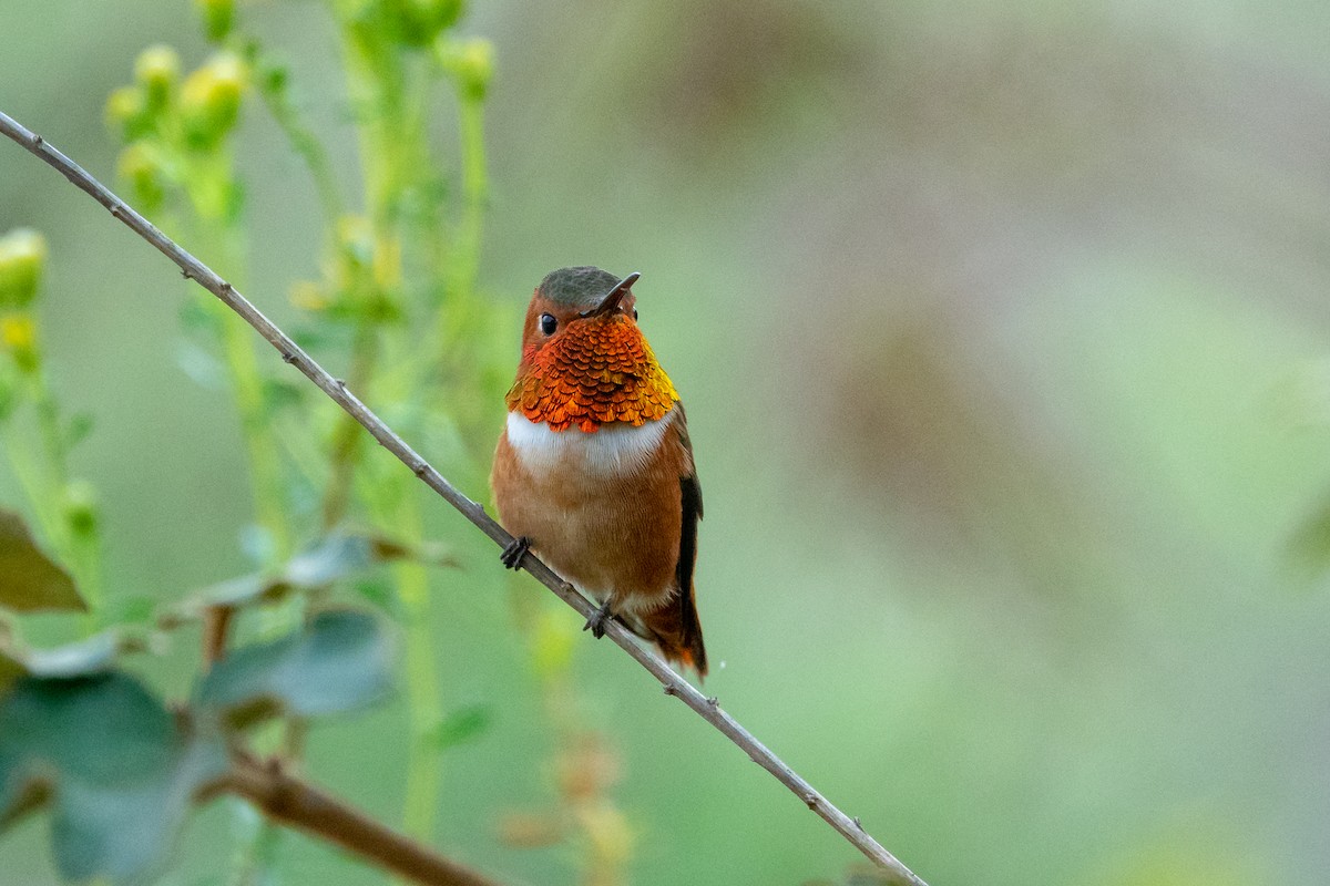 Allen's Hummingbird - Rhonda Howard