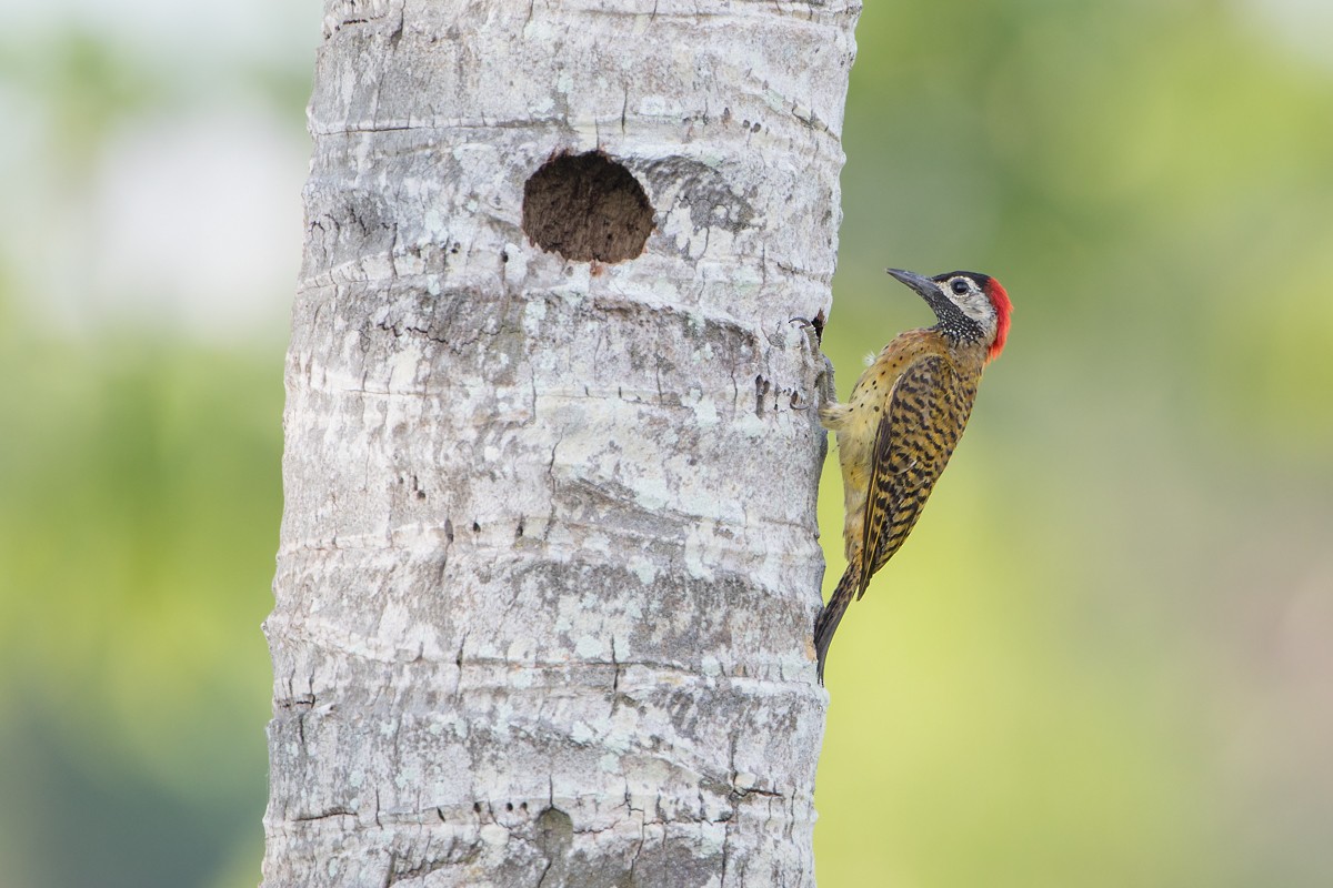 Spot-breasted Woodpecker - ML118475211