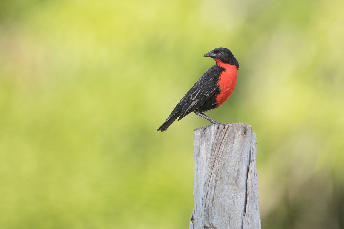 Red-breasted Meadowlark - Norton Santos