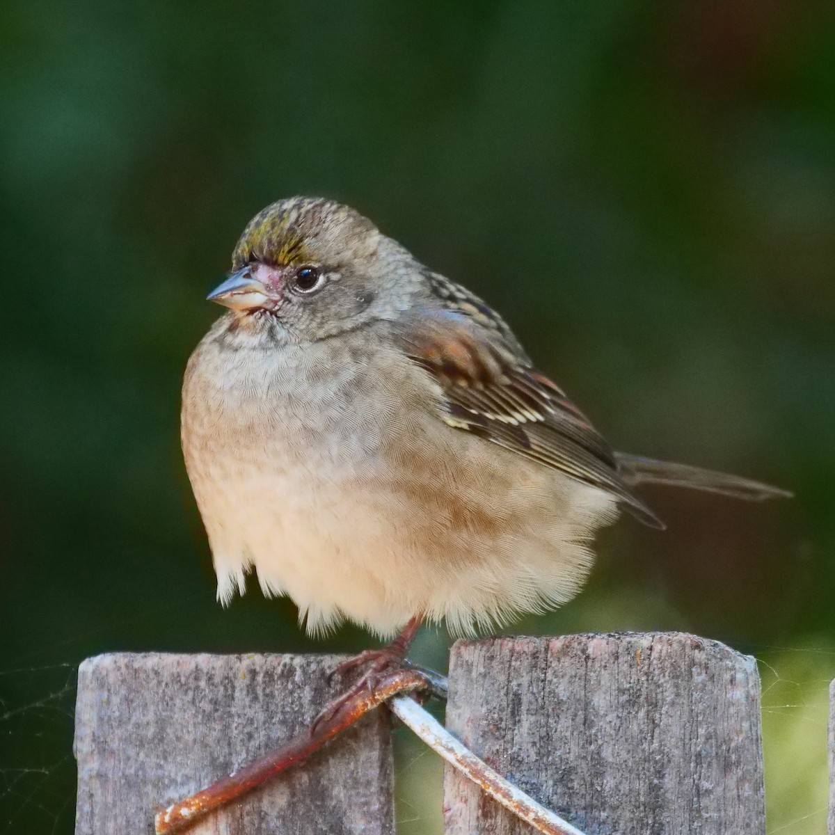 Golden-crowned Sparrow - Kent McDonald
