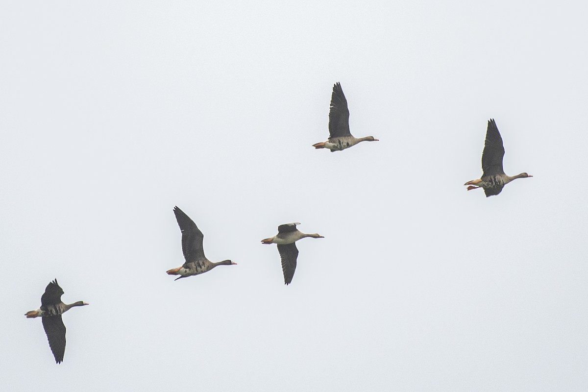 Greater White-fronted Goose - Bryan Calk