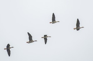 Greater White-fronted Goose, ML118478751