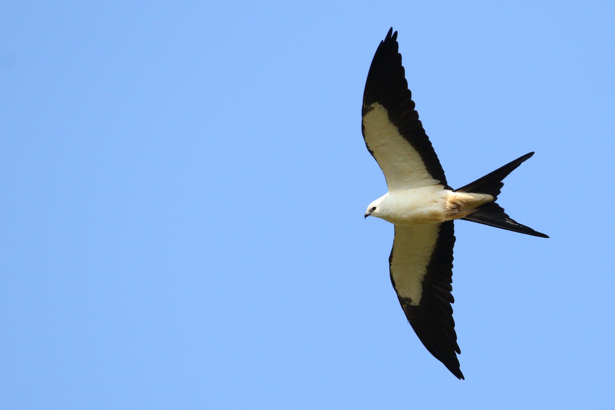 Swallow-tailed Kite - Shawn Miller