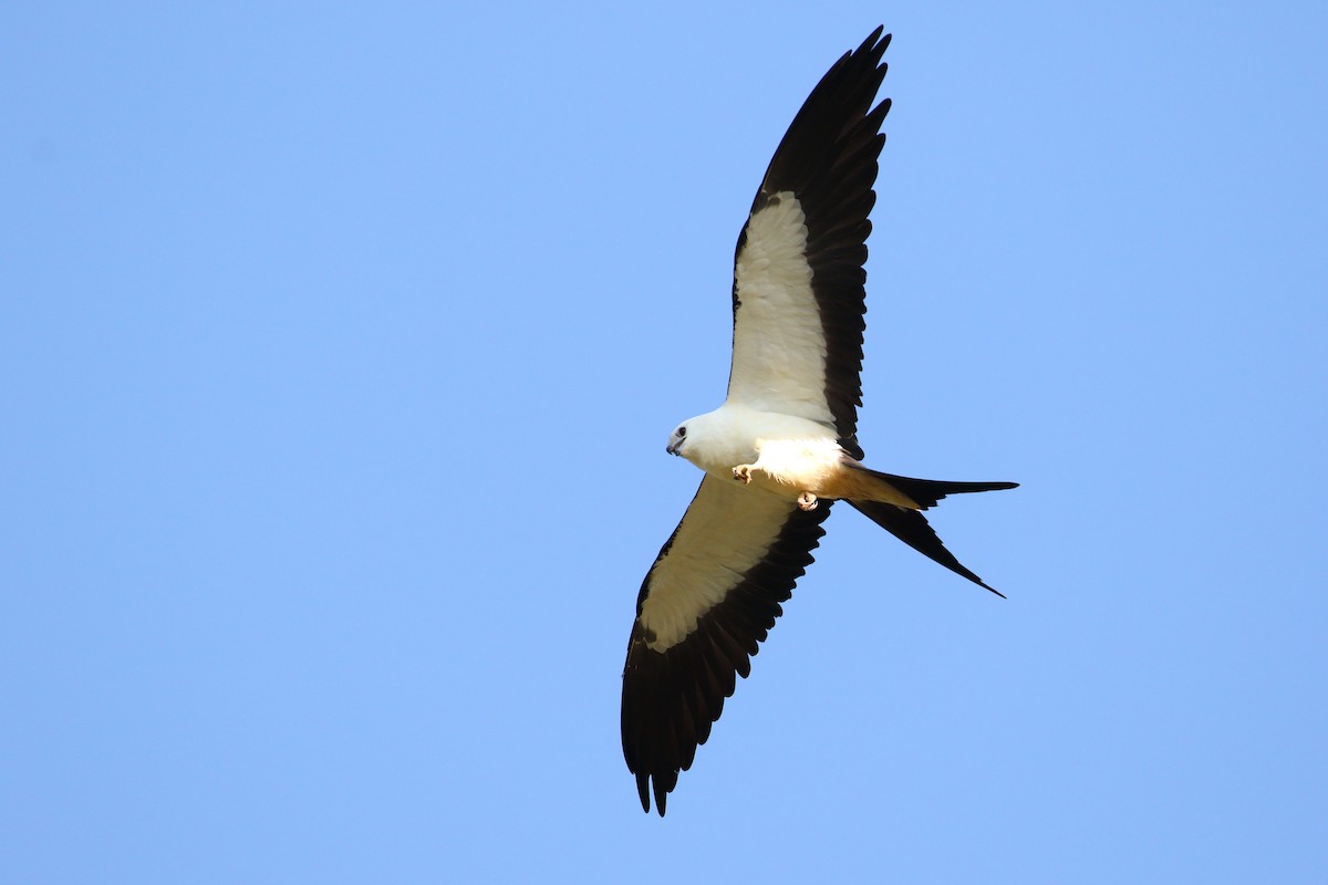 Swallow-tailed Kite - Shawn Miller