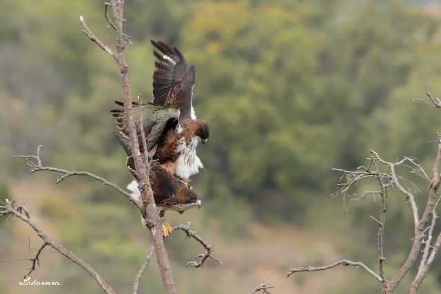 Pair mating. - White-throated Hawk - 