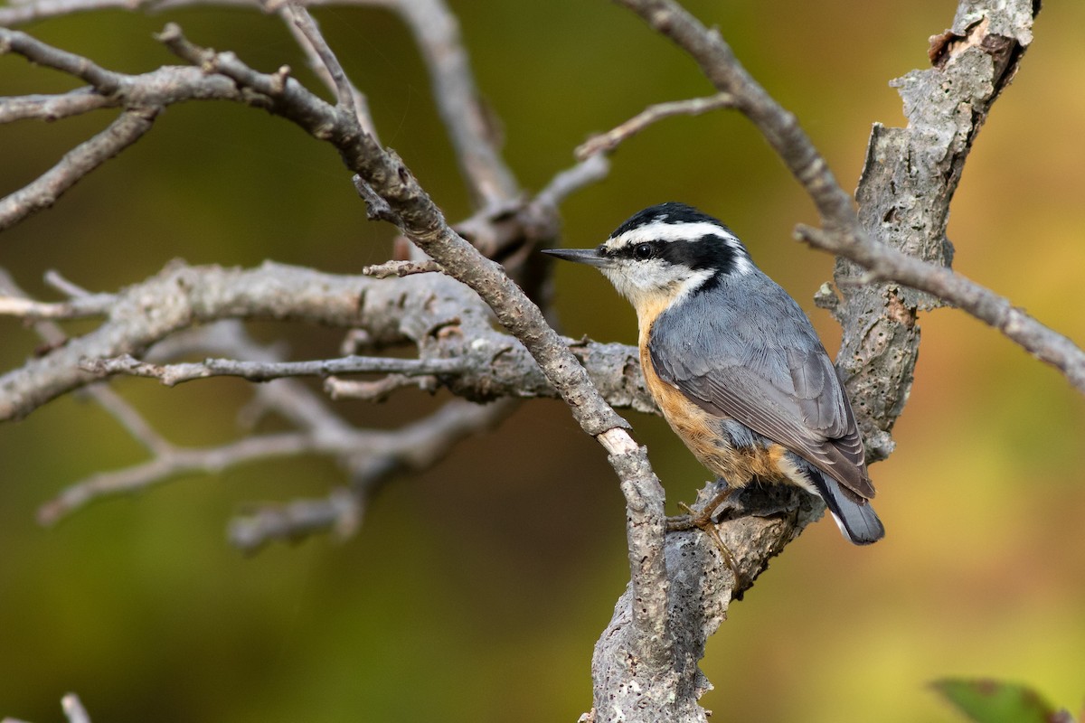 Red-breasted Nuthatch - ML118486171
