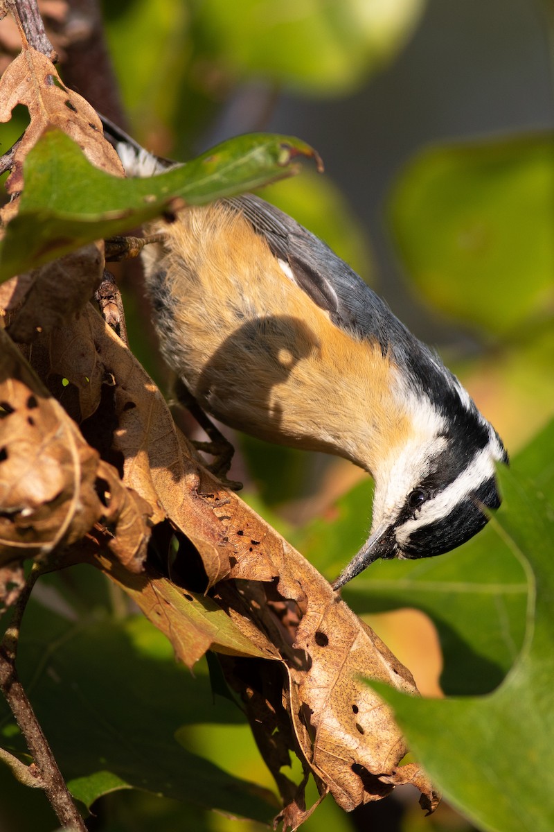 Red-breasted Nuthatch - ML118486421