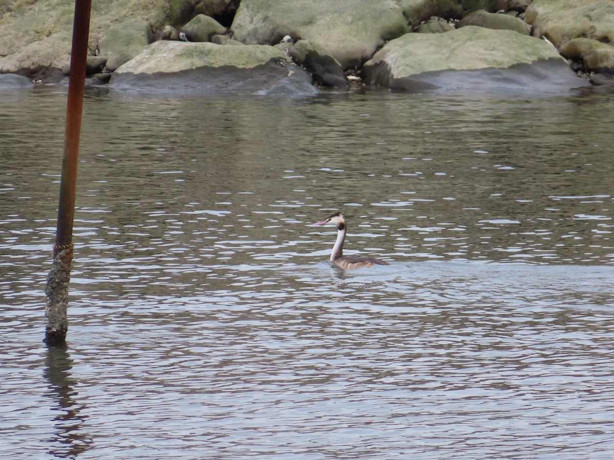 Great Crested Grebe - ML118487401