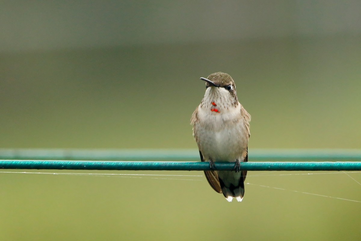 Ruby-throated Hummingbird - ML118489291