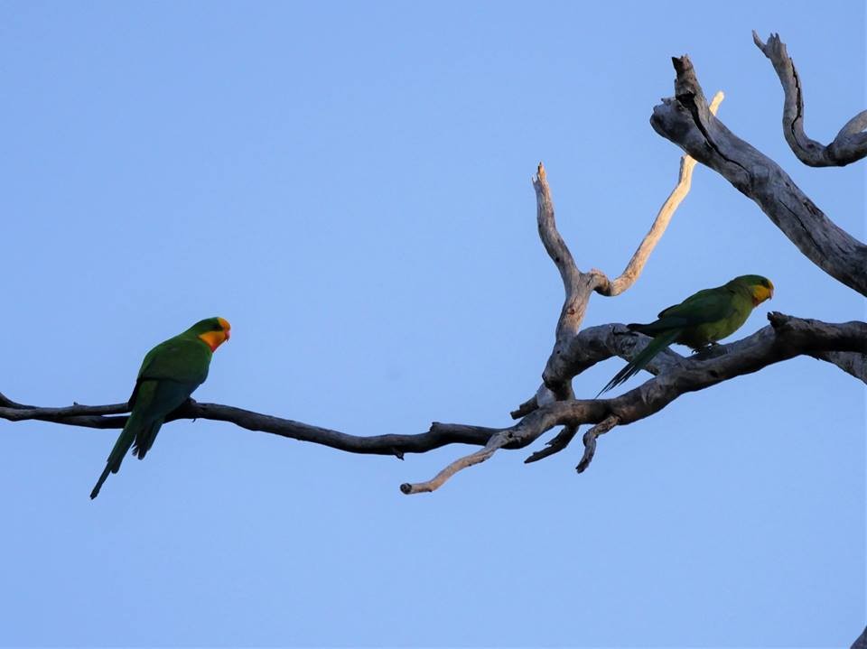 Superb Parrot - Dan Pendavingh