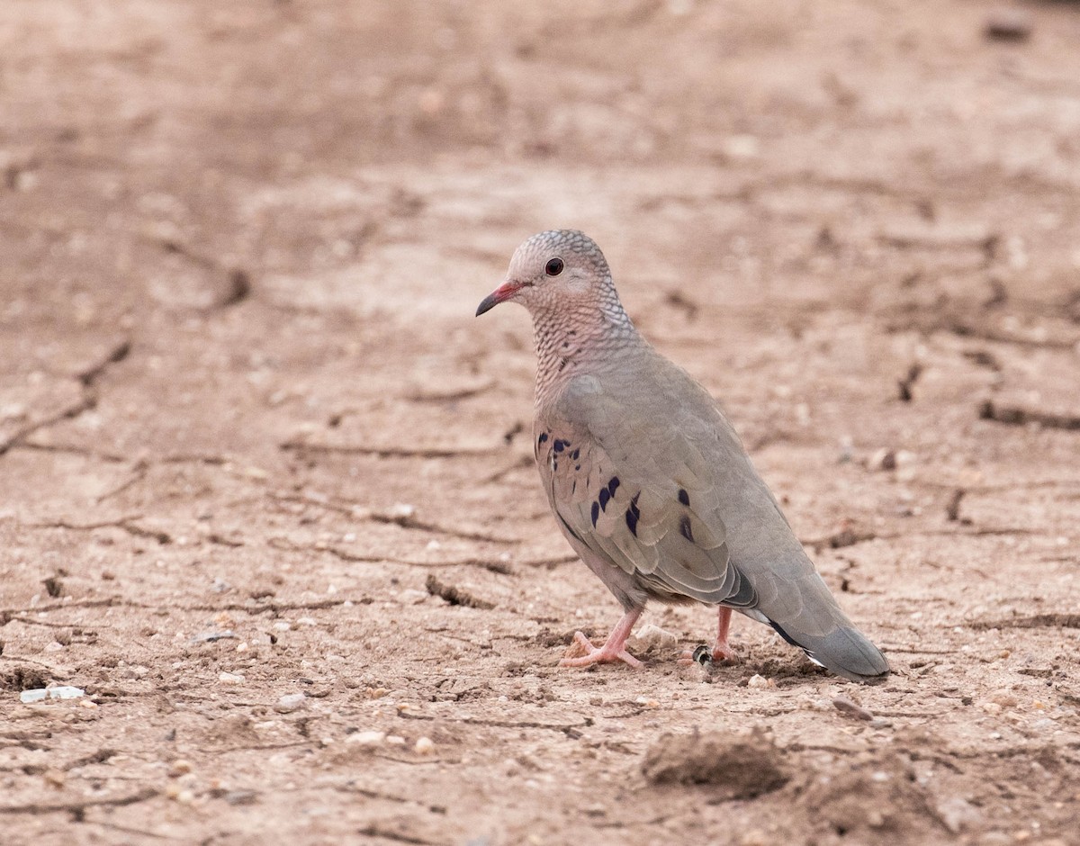 Common Ground Dove - Marty Herde