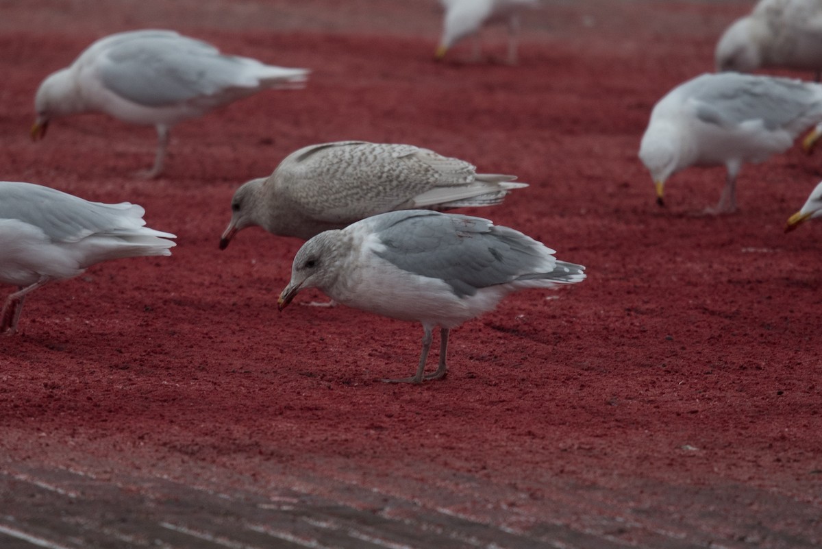 Glaucous-winged Gull - Aaron Lang