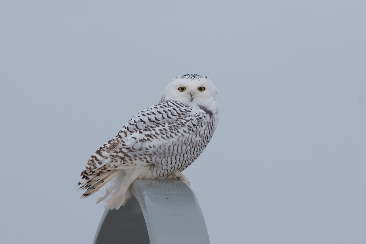 Snowy Owl - ML118495341