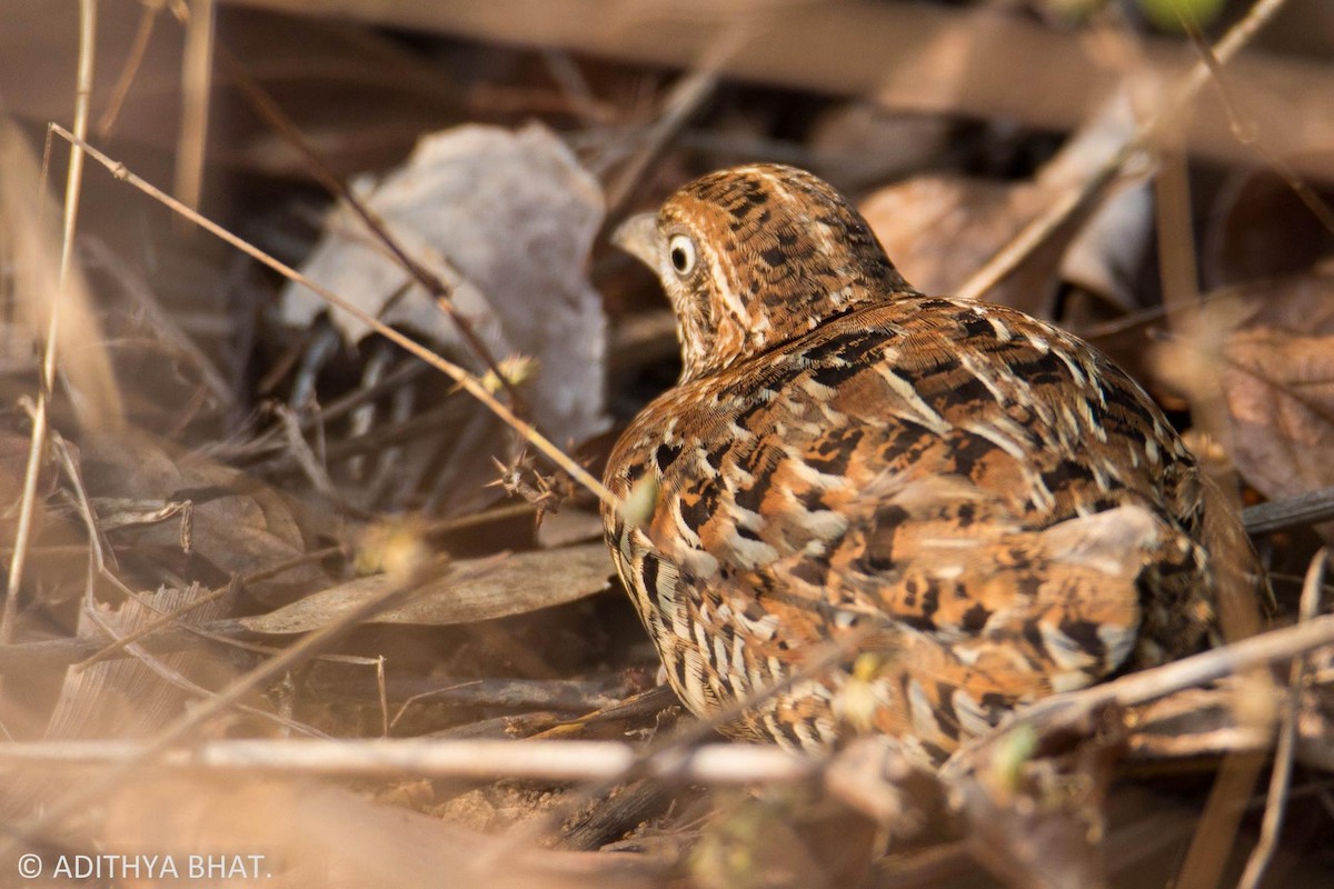 Barred Buttonquail - Adithya Bhat