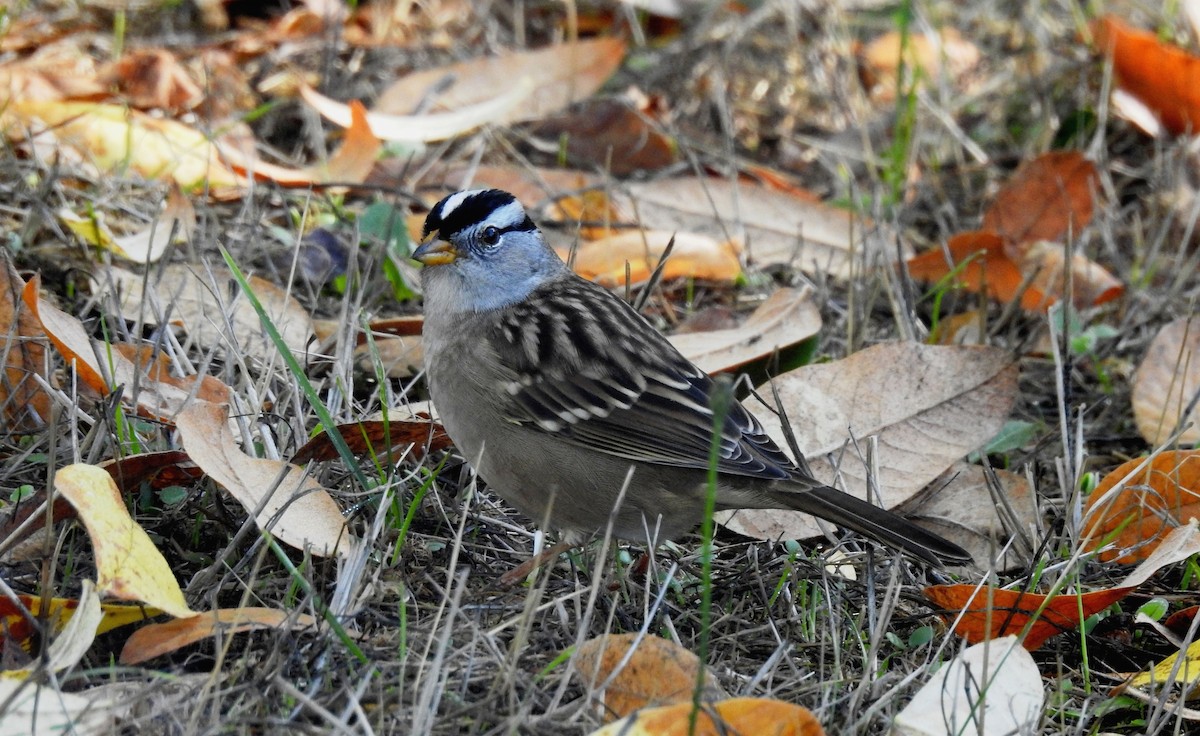 White-crowned Sparrow - Nels Nelson