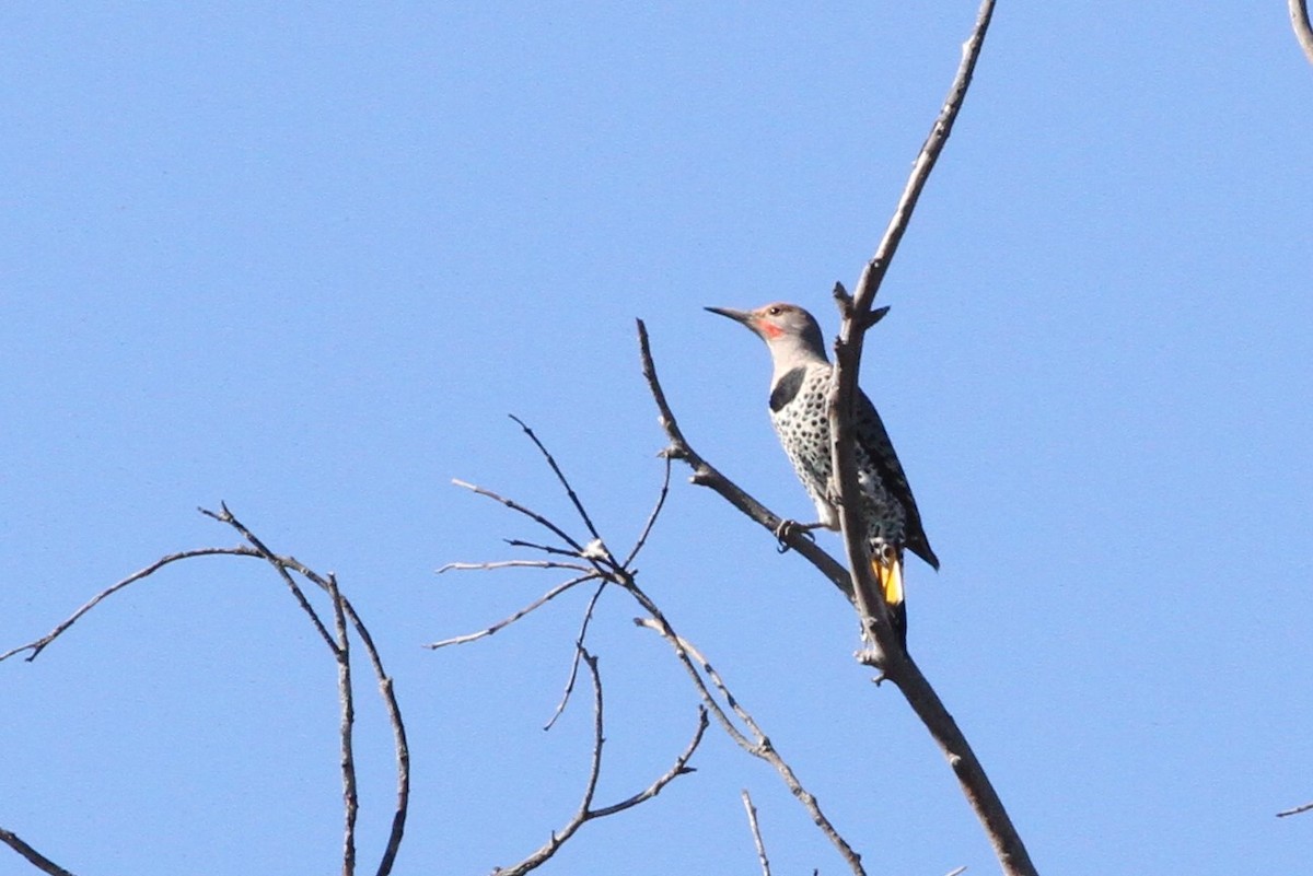 Northern Flicker (Yellow-shafted x Red-shafted) - ML118496831