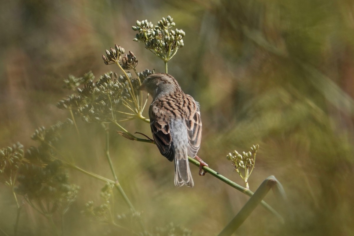 Chipping Sparrow - Mark Forney