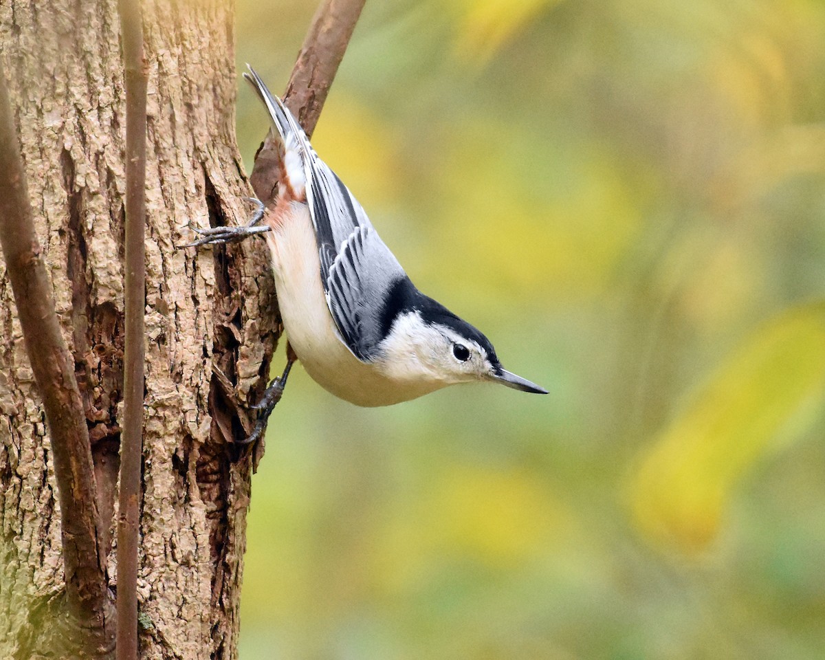 White-breasted Nuthatch - Brian Hicks