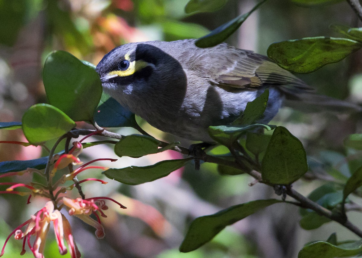 Yellow-faced Honeyeater - Brian  Aherne