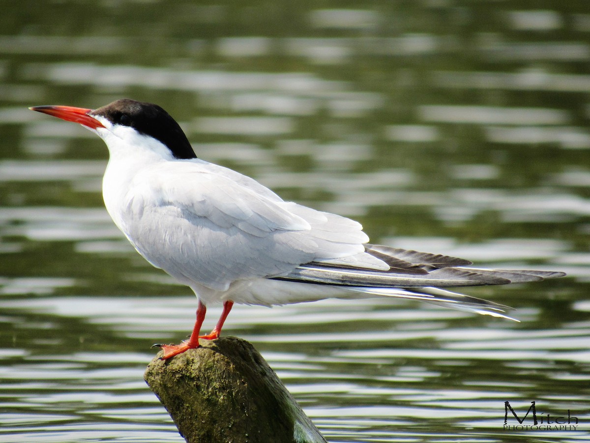 Common Tern - Mitch (Michel) Doucet