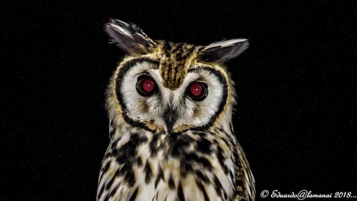 Striped Owl - ML118511351