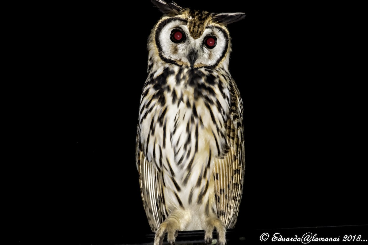 Striped Owl - ML118511361