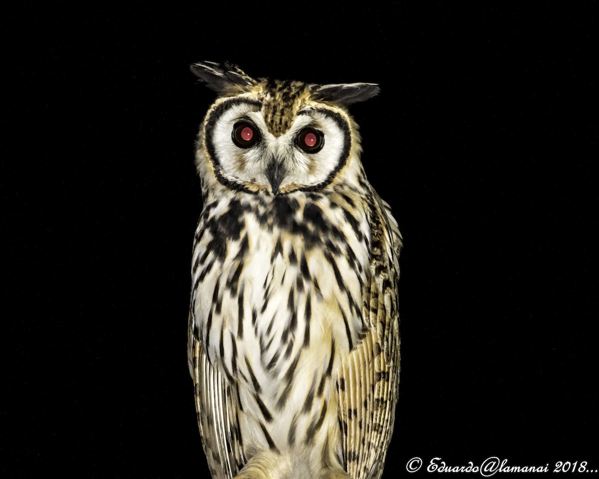 Striped Owl - ML118511371