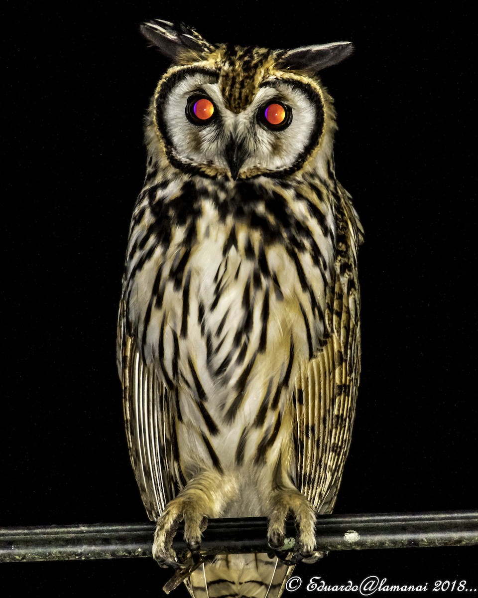Striped Owl - ML118511401