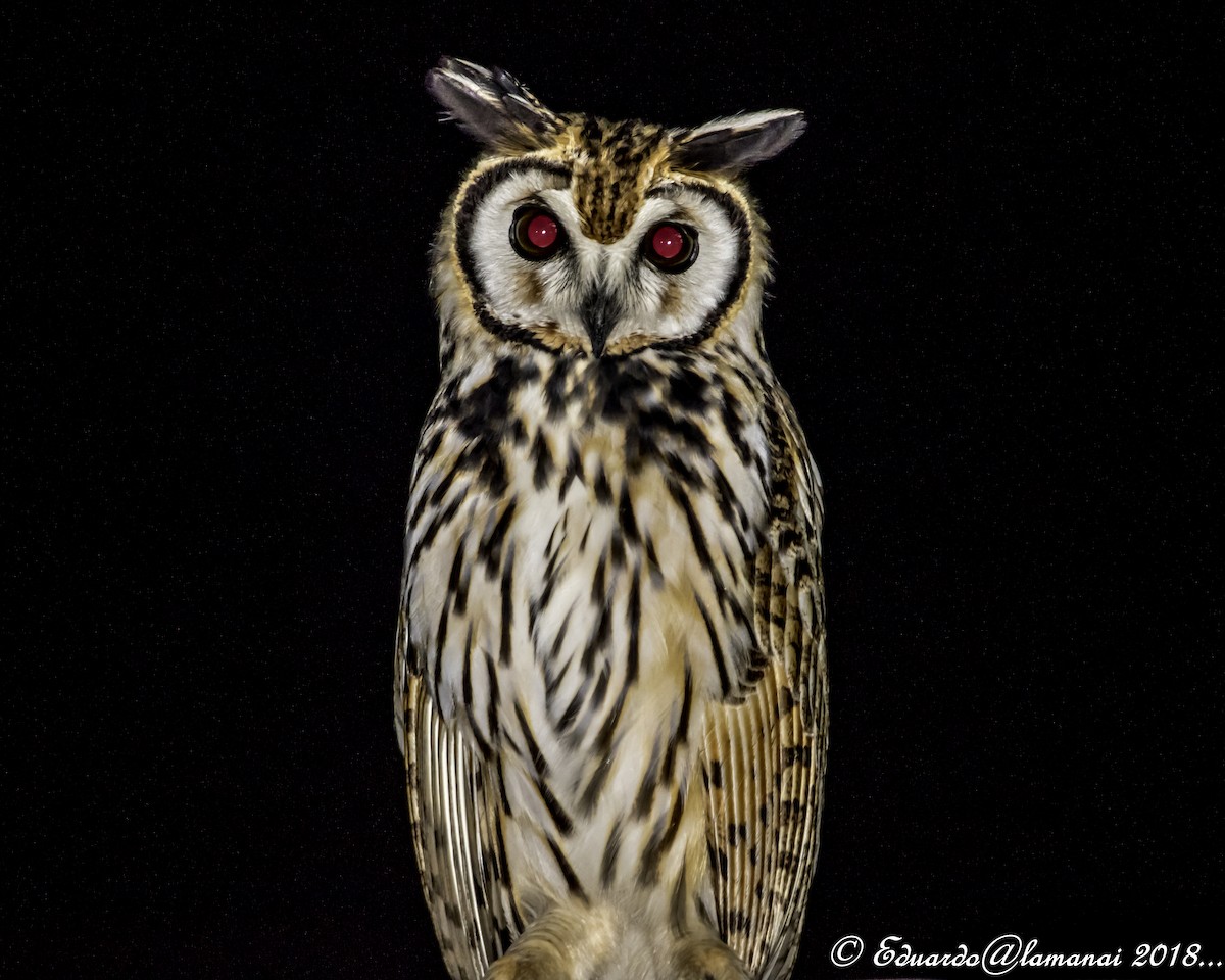 Striped Owl - Jorge Eduardo Ruano