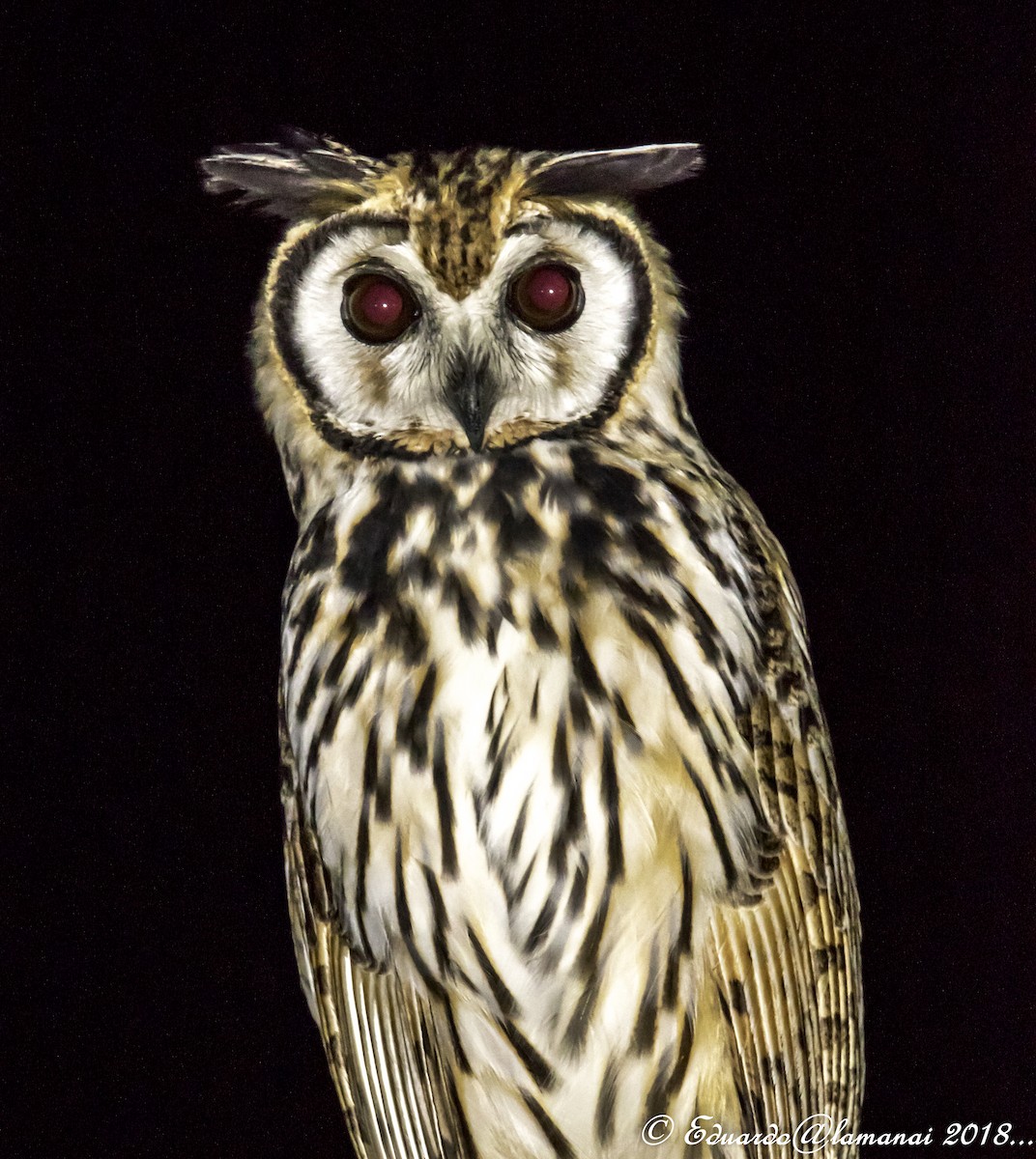 Striped Owl - Jorge Eduardo Ruano