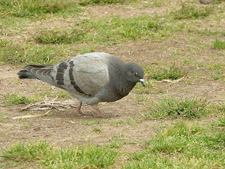 Rock Pigeon (Feral Pigeon), ML118512951