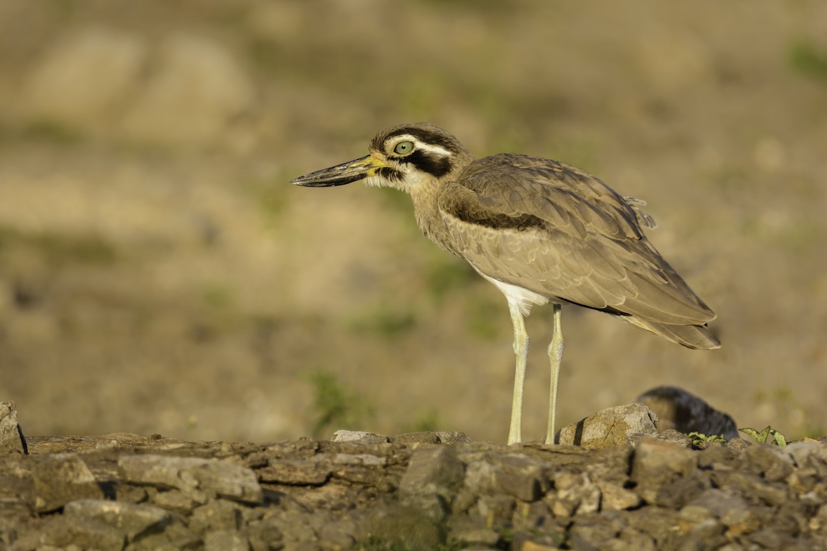 Great Thick-knee - ML118515531
