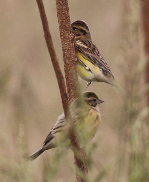 Yellow-breasted Bunting - 皓天 白