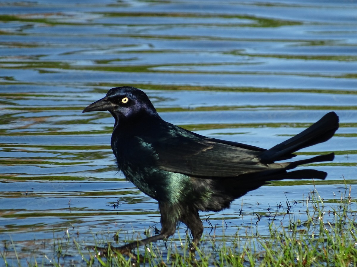 Boat-tailed Grackle - Annie Downing