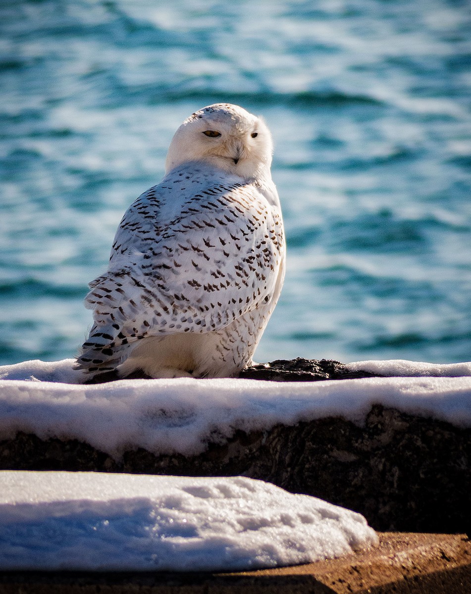 Snowy Owl - Rick Eckley