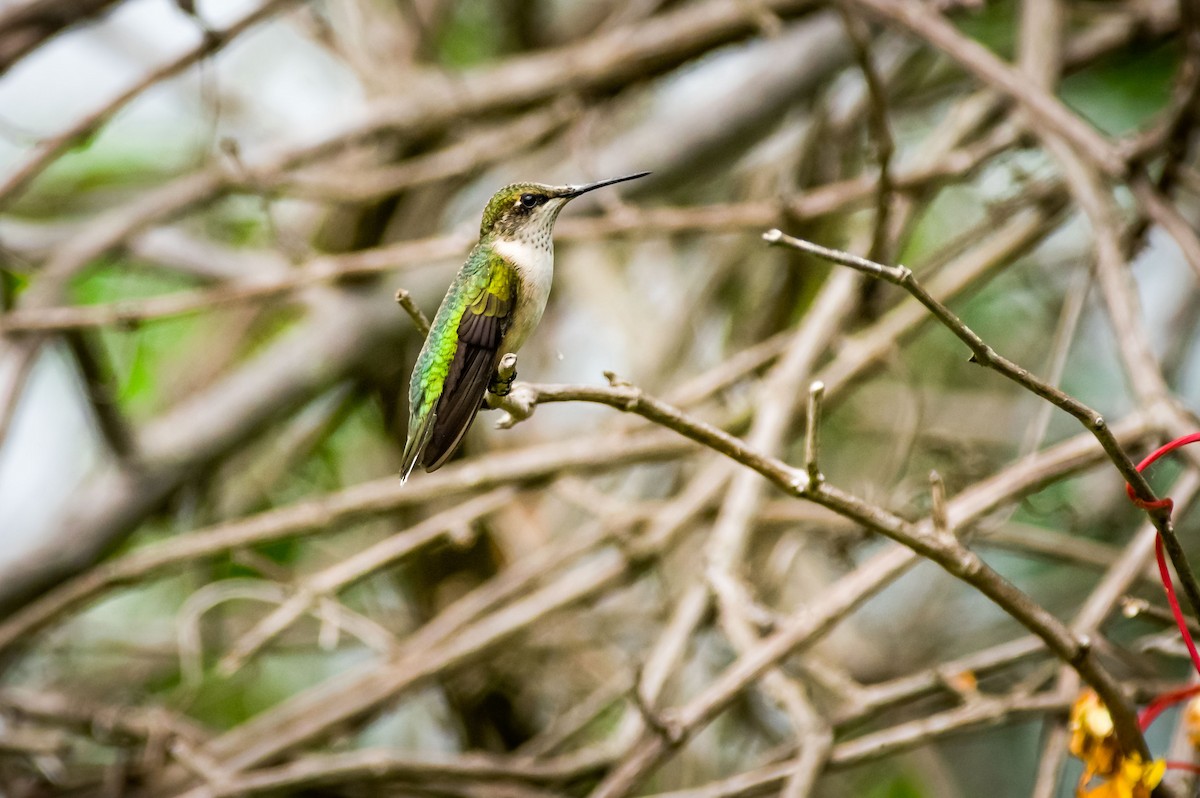 Ruby-throated Hummingbird - Rick Eckley
