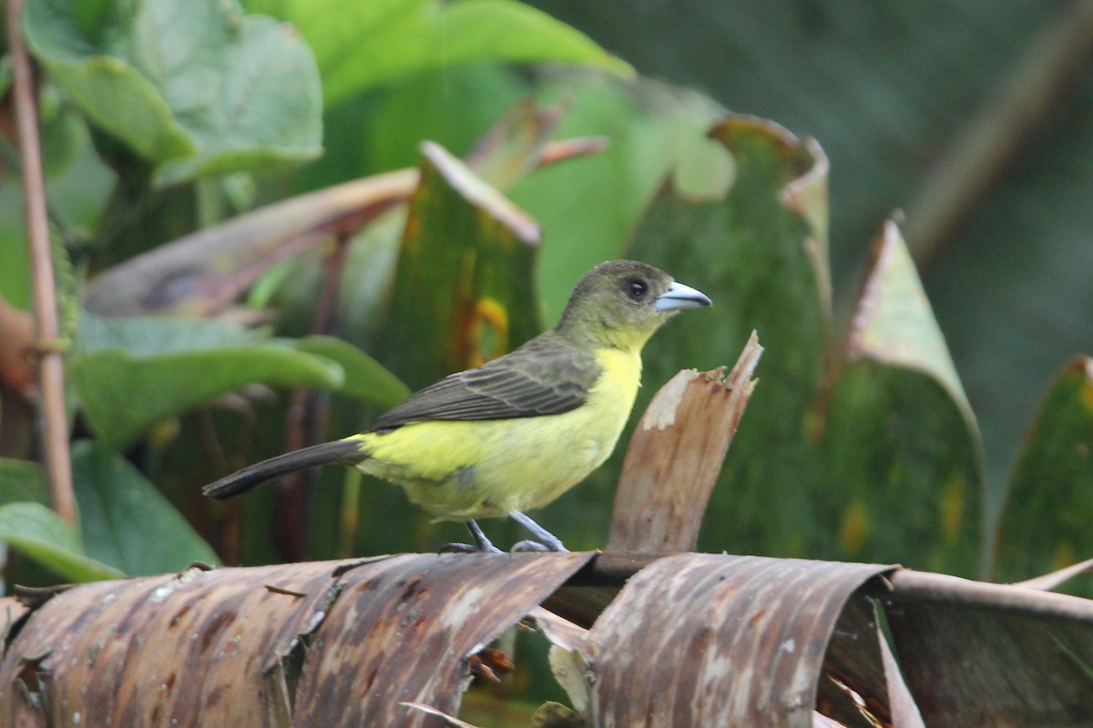 Flame-rumped Tanager (Lemon-rumped) - ML118518561