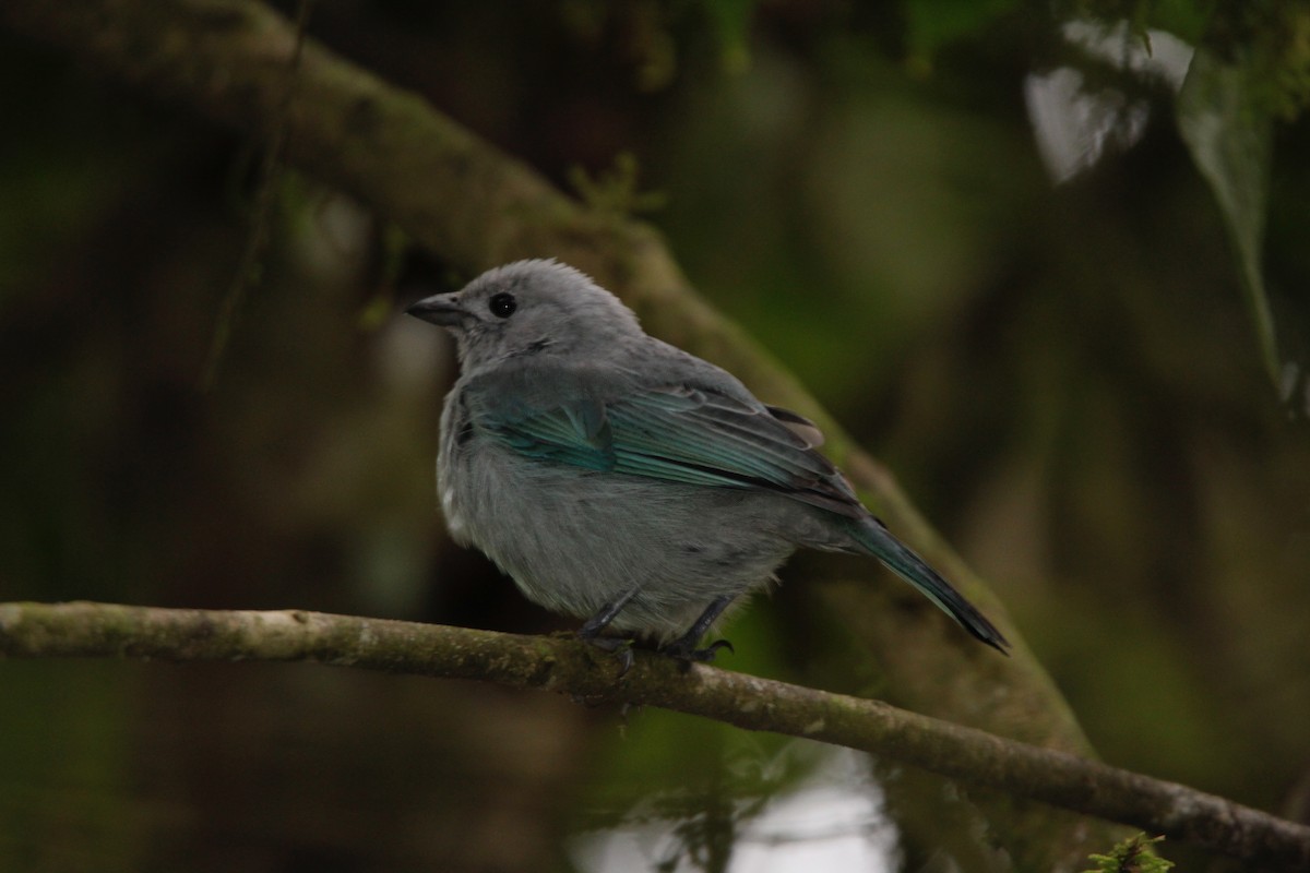Blue-gray Tanager - ML118518651