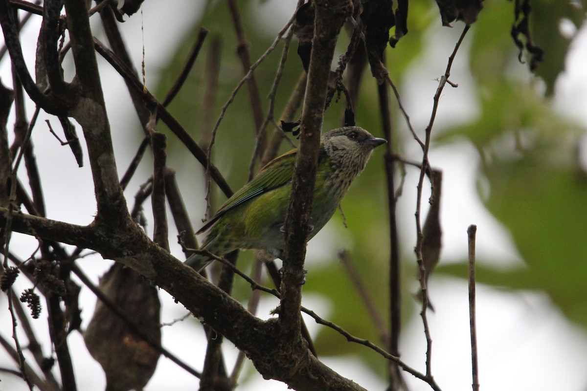 Black-capped Tanager - ML118518661